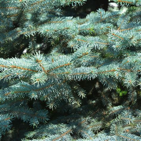 How to Grow Blue Spruce Trees From Seeds - Sacred Plant Co.