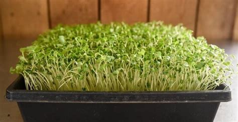 How to Grow Broccoli Microgreens at Home Practical Growing