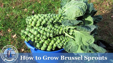 How to Grow Brussel Sprouts ( ADVANCED ) Growing Guide