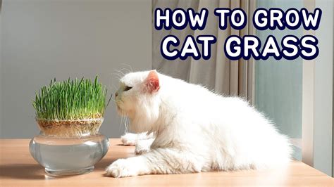 How to Grow Cat Grass? - Growth Information