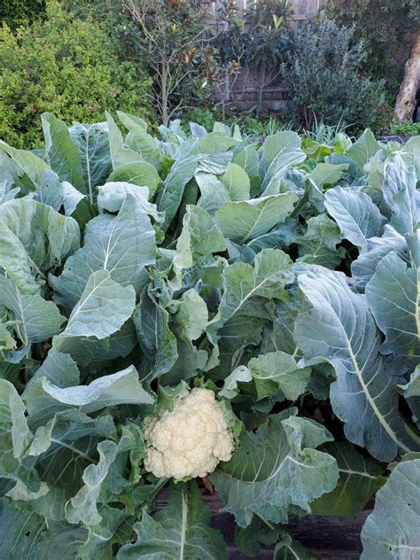 How to Grow Cauliflower from Seed to Harvest