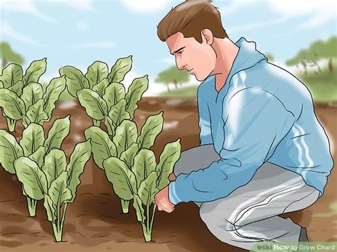 How to Grow Chard: 12 Steps (with Pictures) - wikiHow Life