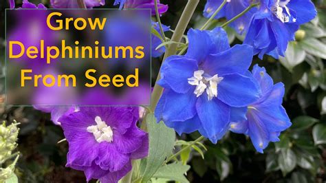 How to Grow Delphinium Flowers From Seed - YouTube