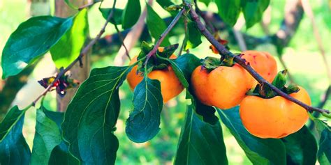 How to Grow Fruit Trees Virginia (VA) Fruit Trees