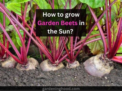 How to Grow Garden Beets in Sun or Shade Home Guides SF Gate