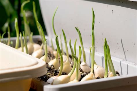 How to Grow Garlic. Now