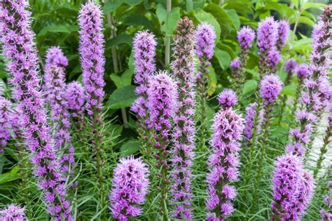 How to Grow Gayfeather Flower Plants