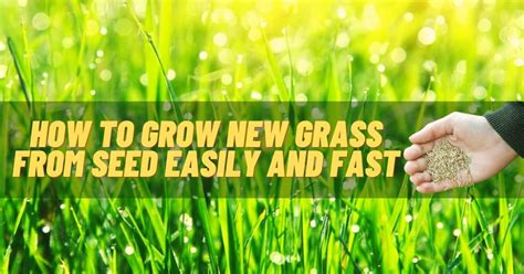 How to Grow Grass From Seed - making…