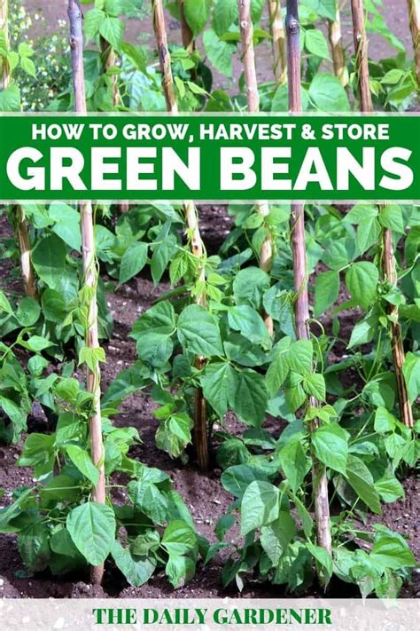 How to Grow Green Beans in Your Garden Garden Patch