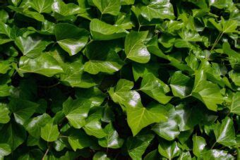 How to Grow Ivy in Containers without Much Effort