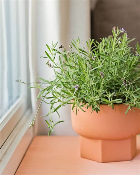 How to Grow Lavender Indoors Apartment Therapy