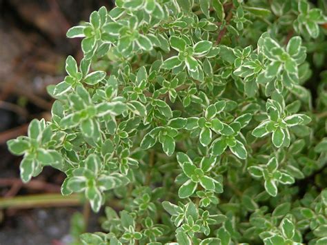 How to Grow Lemon Thyme: 15 Steps (with Pictures)