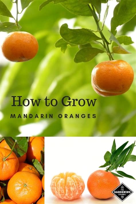 How to Grow Mandarin Oranges - Gardening Channel