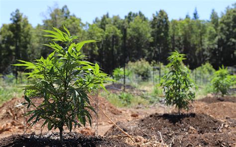 How to Grow Marijuana Outdoors: Tips on Growing Pot Plants …