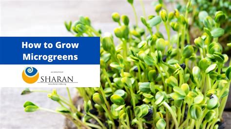 How to Grow Microgreens – Dr Suman Govil I SHARAN