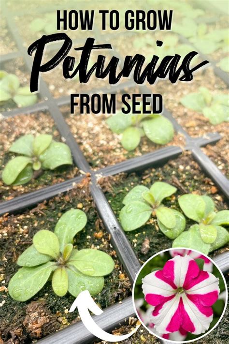 How to Grow Petunias from Seed - growhappierplants.com