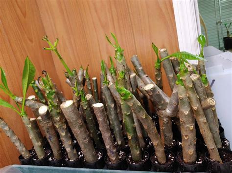 How to Grow Plumeria from Cuttings - Plumeria Care