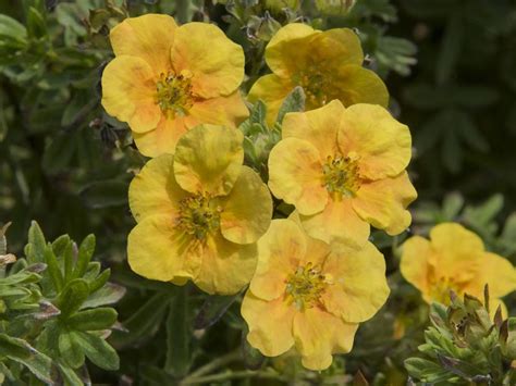 How to Grow Potentilla - Cinquefoil - Garden Chronicle