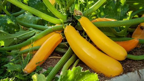 How to Grow Productive Zucchini in Pots - Clean Green …