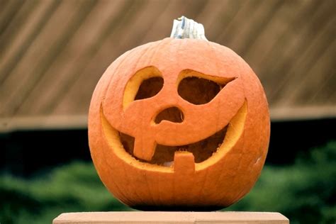 How to Grow Pumpkins For Halloween This Year Install-It-Direct