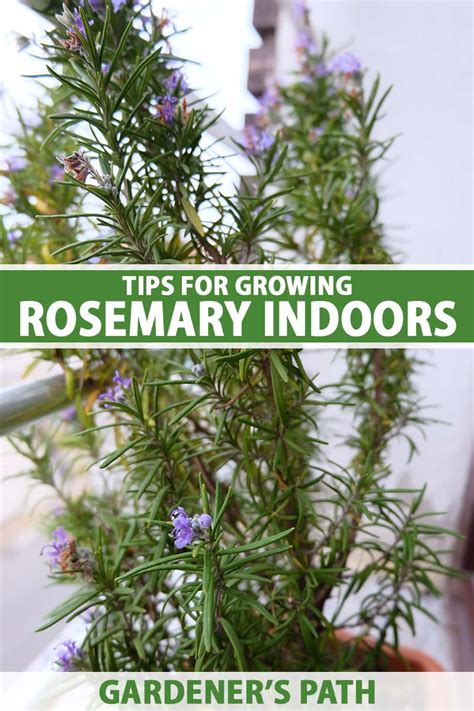 How to Grow Rosemary Indoors Gardener’s Path