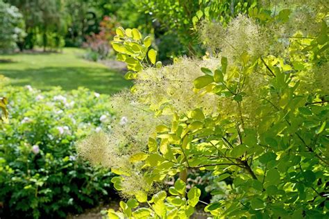 How to Grow Smoke Bush - Garden Design