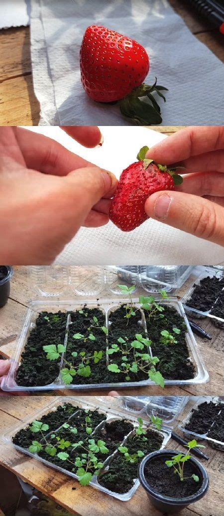 How to Grow Strawberries from Seeds - These Green Fingers