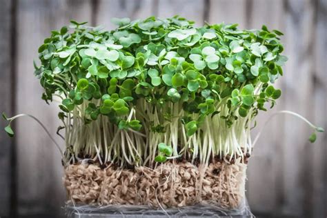 How to Grow Watercress from Cuttings - Gardening Dream