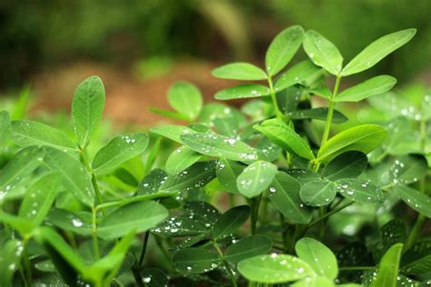 How to Grow Your Own Peanuts - Almanac.com