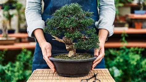 How to Grow a Bonsai Tree From Seed - Plant Instructions