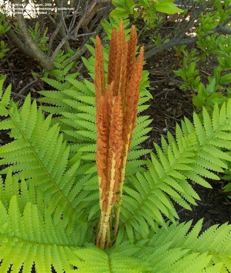 How to Grow a Cinnamon Fern (Osmunda cinnamomea)