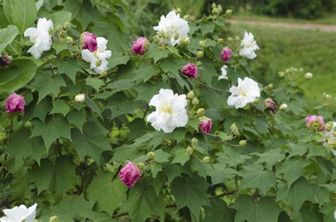 How to Grow a Confederate Rose Hunker