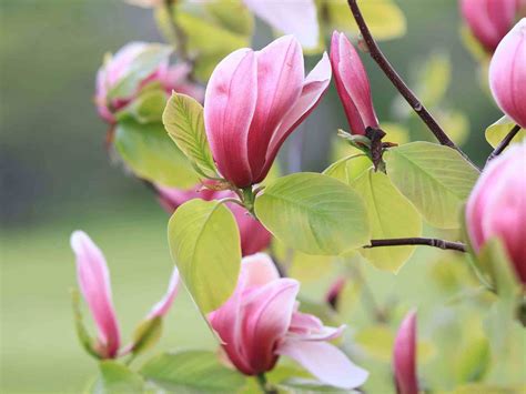 How to Grow a Magnolia Tree — The Complete Guide