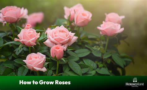 How to Grow a Rose From an Existing Rose Home Guides SF Gate