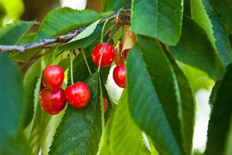 How to Grow a Wild Cherry Tree BBC Gardeners World Magazine