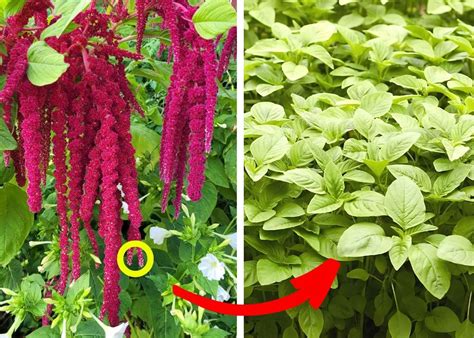 How to Grow and Care for Amaranth