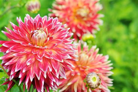 How to Grow and Care for Dahlias