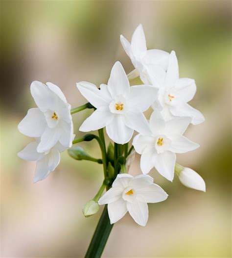 How to Grow and Care for Paperwhites Martha Stewart