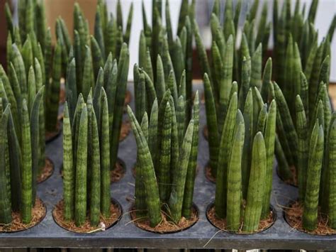 How to Grow and Care for Sansevieria Cylindrica - Sublime …