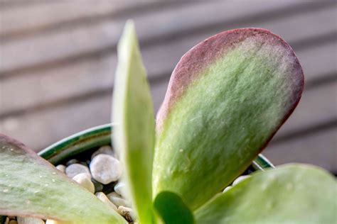 How to Grow and Care for a Flapjack Succulent - The Spruce