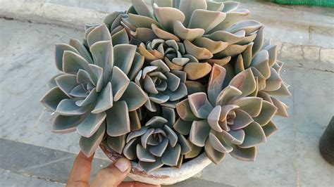 How to Grow and Propagate Echeverias - Succulent Plant …