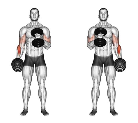 How to Hammer Curl Techniques Benefits Variations