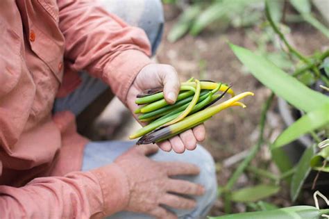 How to Harvest Ripe Vanilla Beans - Tips for the Day - YouTube