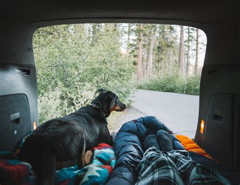 How to Have a Safe and Fun Road Trip With Your Dog 