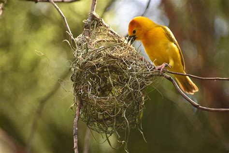 How to Help Birds Build a Nest In Your Backyard Hello Nature