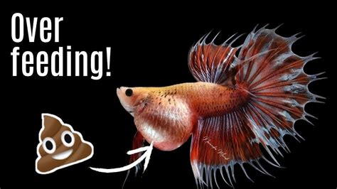 How to Help My Constipated Betta Fish