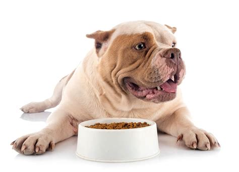 How to Help Your Dog Gain Weight the Healthy Way - Bully Max