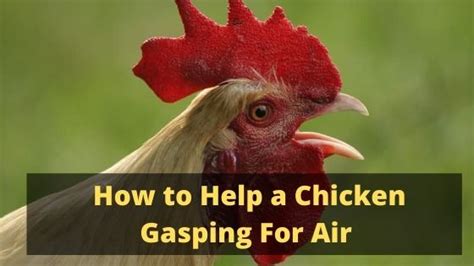 How to Help a Chicken Gasping For Air - The Livestock Expert