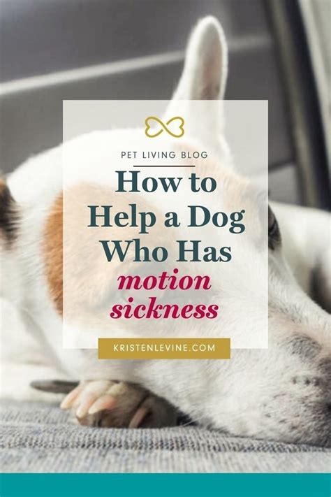 How to Help a Dog Who Has Motion Sickness