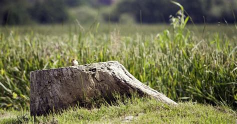 How to Hide a Tree Stump Woodsman Tree Service